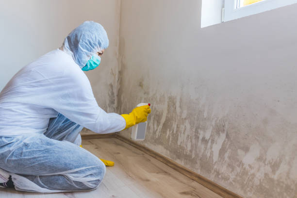 Professional mold removal team in Highland Park